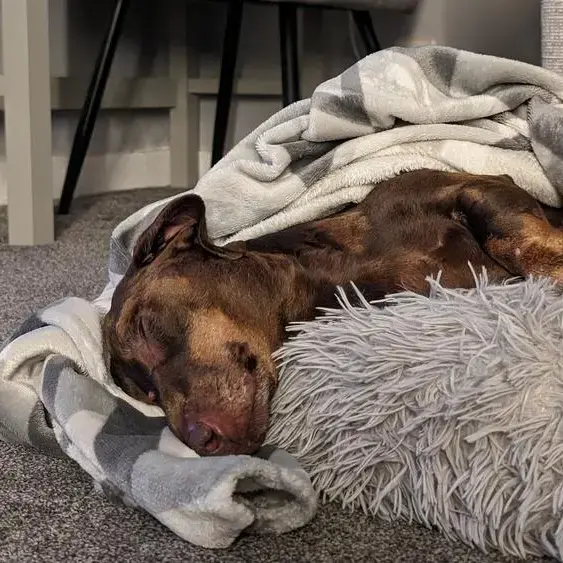 Dachshund (Smooth-Haired)