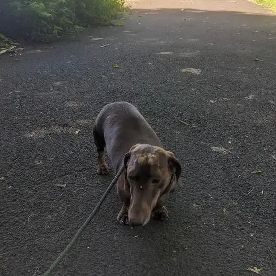 Dachshund (Smooth-Haired)