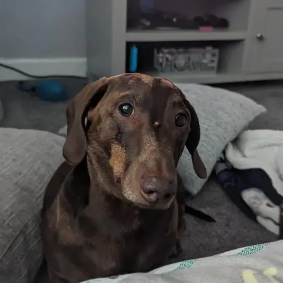 Dachshund (Smooth-Haired)