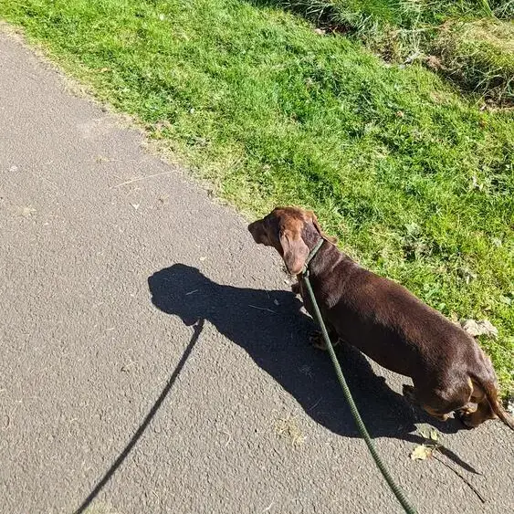 Dachshund (Smooth-Haired)