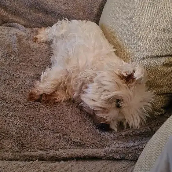 West Highland White Terrier