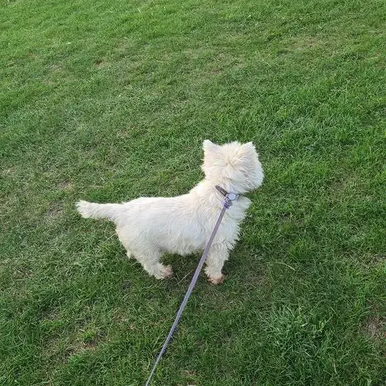 West Highland White Terrier