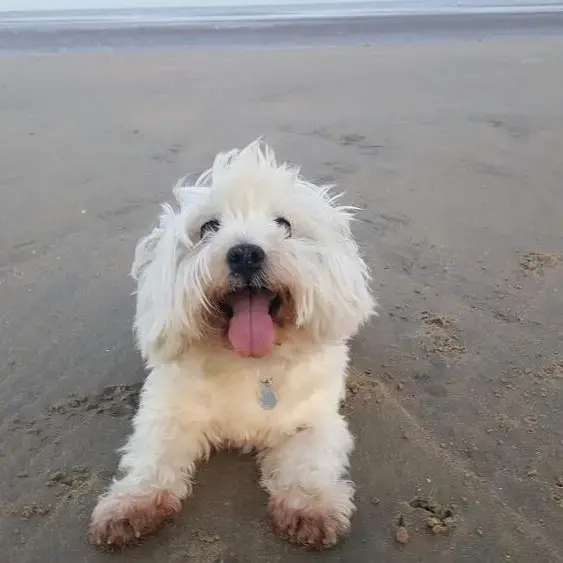 West Highland White Terrier