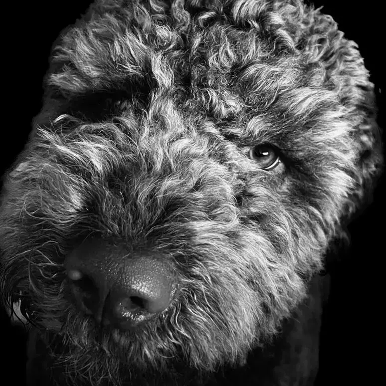 Lagotto Romagnolo