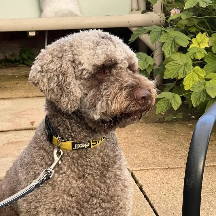 Lagotto Romagnolo