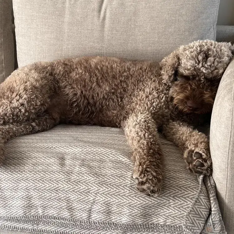Lagotto Romagnolo