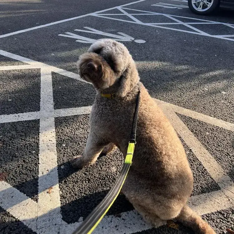 Lagotto Romagnolo