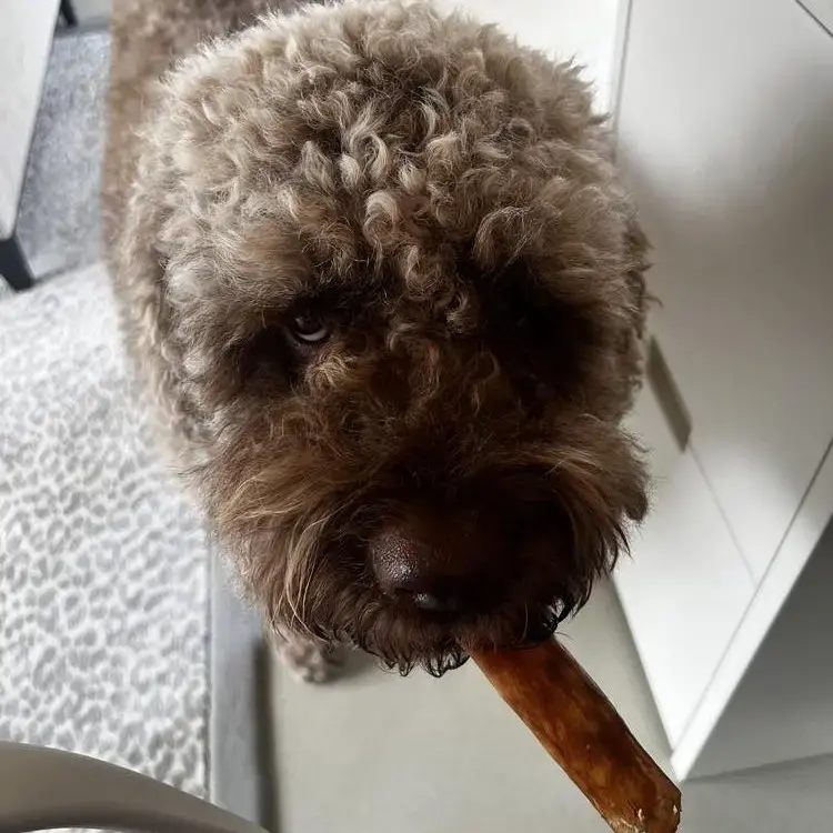 Lagotto Romagnolo