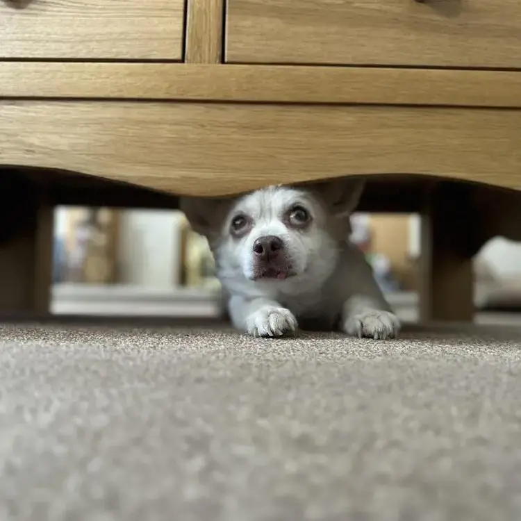 Chihuahua (Long Coat)