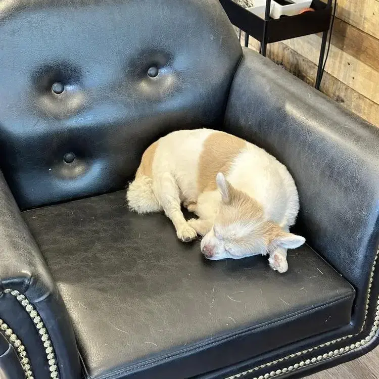 Chihuahua (Long Coat)