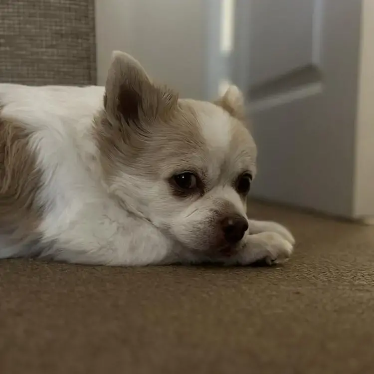 Chihuahua (Long Coat)