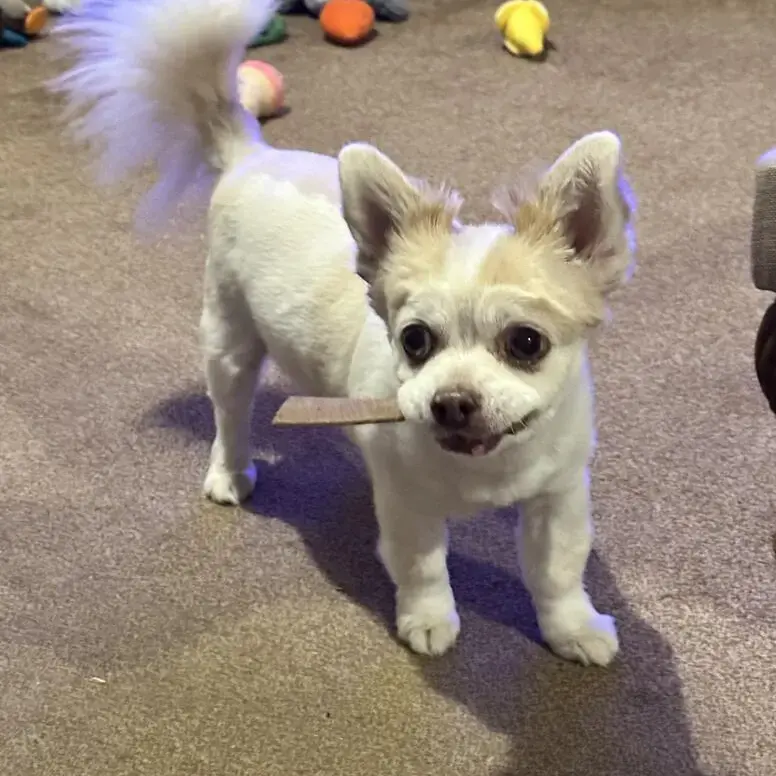 Chihuahua (Long Coat)