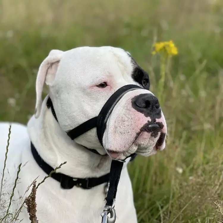 American Bulldog 