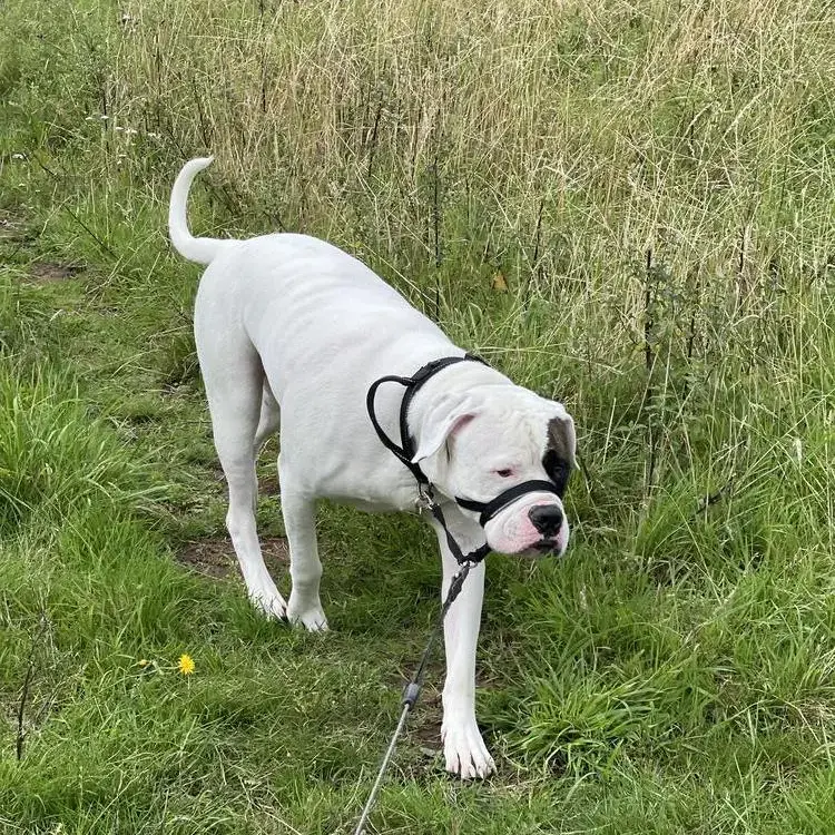 American Bulldog 