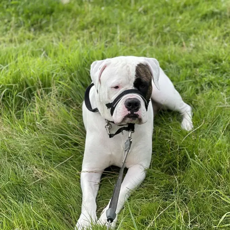 American Bulldog 