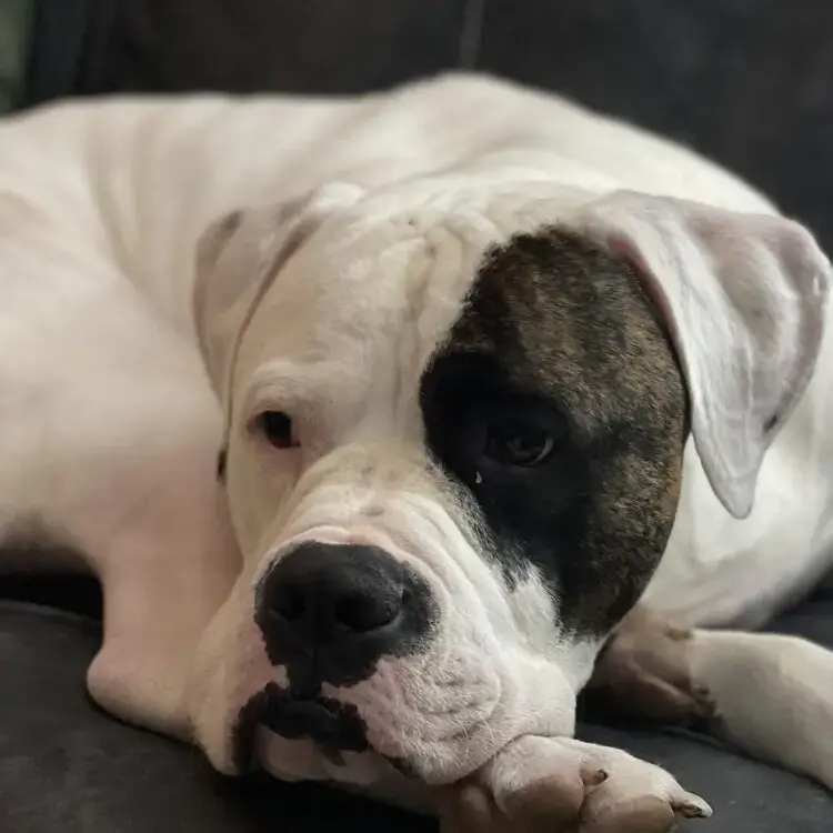 American Bulldog 