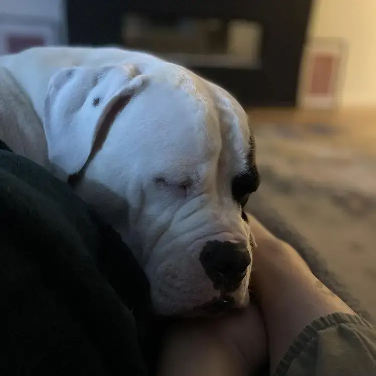 American Bulldog 