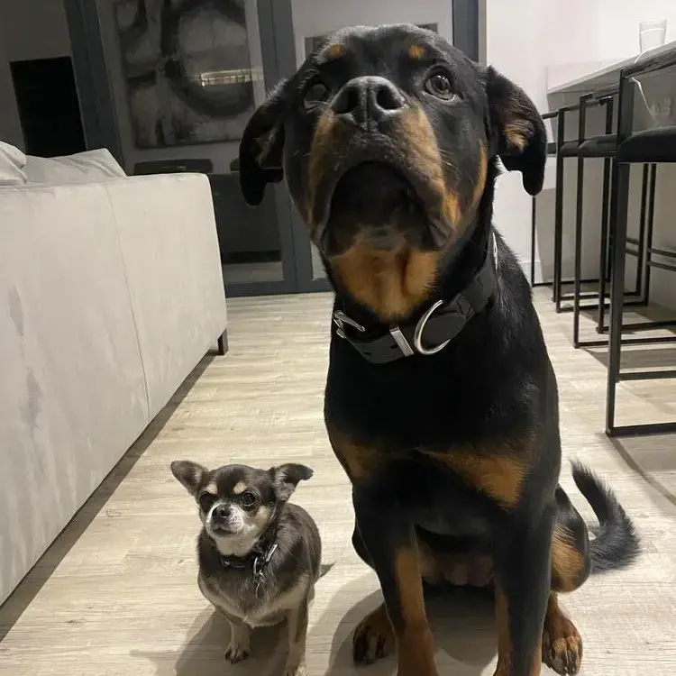Rottweiler