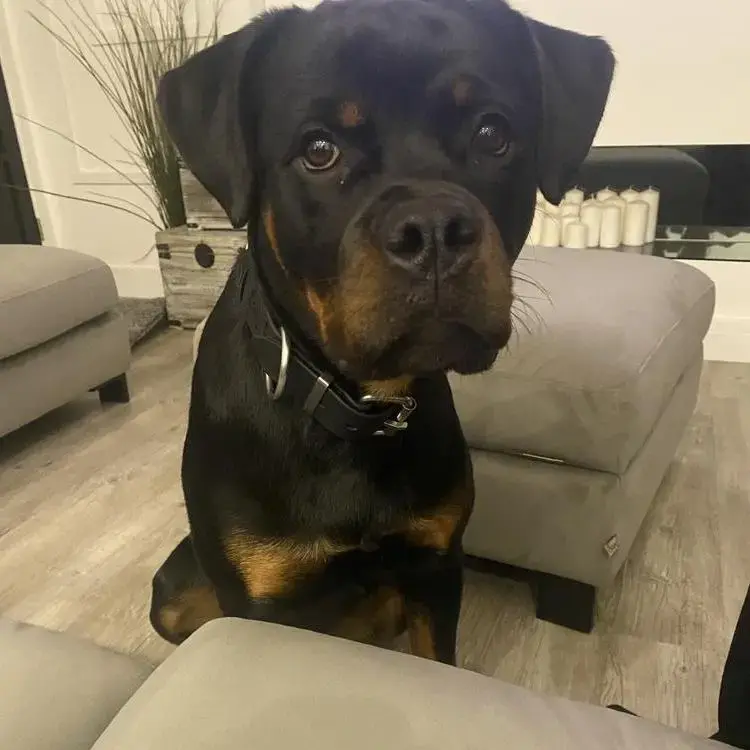 Rottweiler