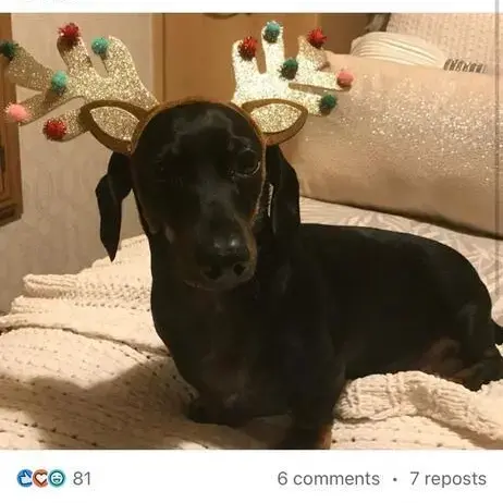 Dachshund (Miniature Smooth-Haired)