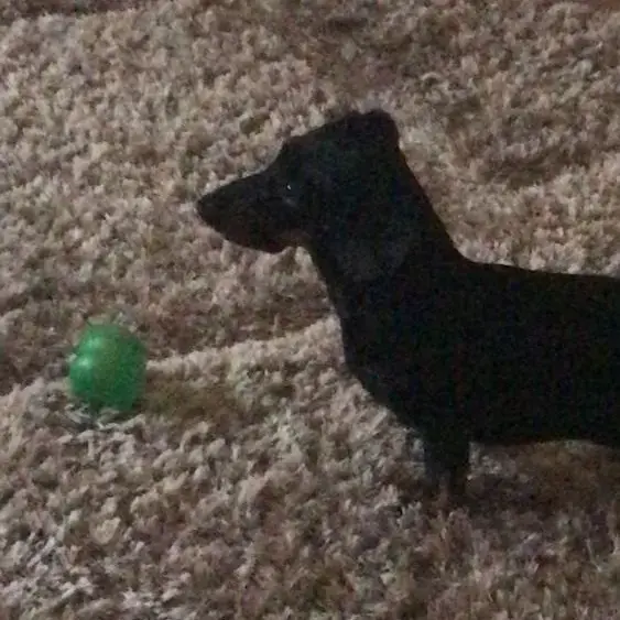 Dachshund (Miniature Smooth-Haired)