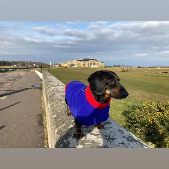 Dachshund (Miniature Smooth-Haired)