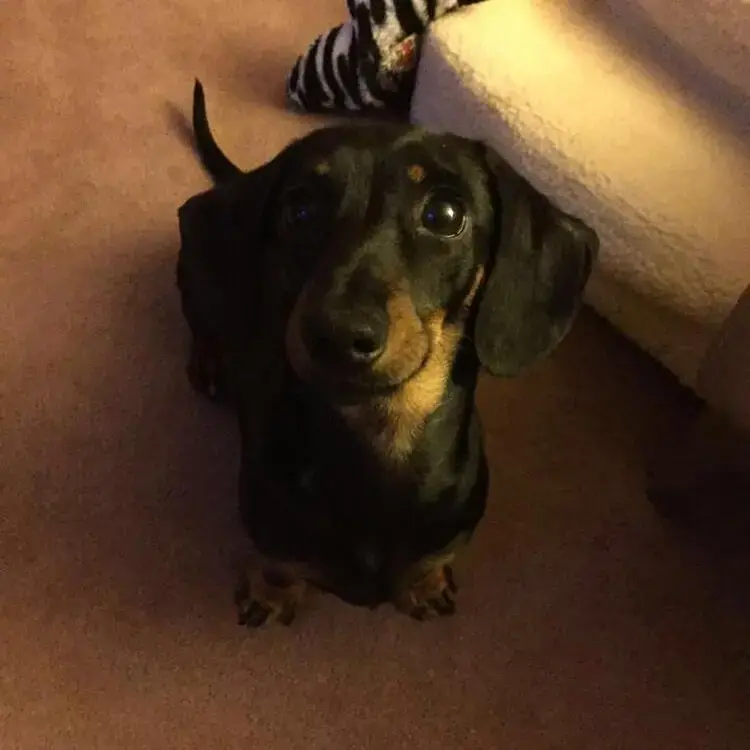 Dachshund (Miniature Smooth-Haired)