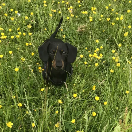 Dachshund (Miniature Smooth-Haired)