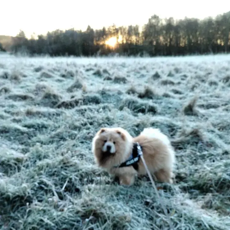 Chow Chow