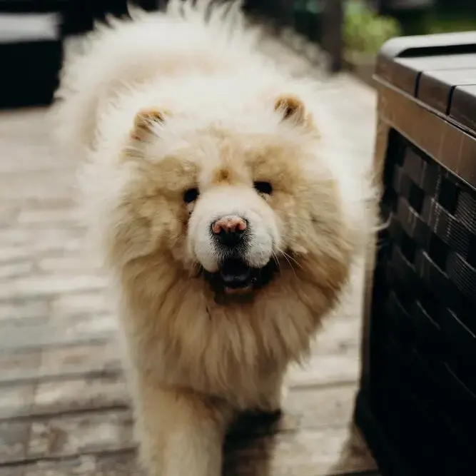 Chow Chow