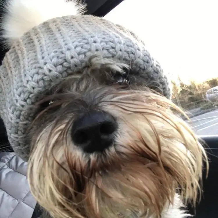 Schnauzer (Miniature)