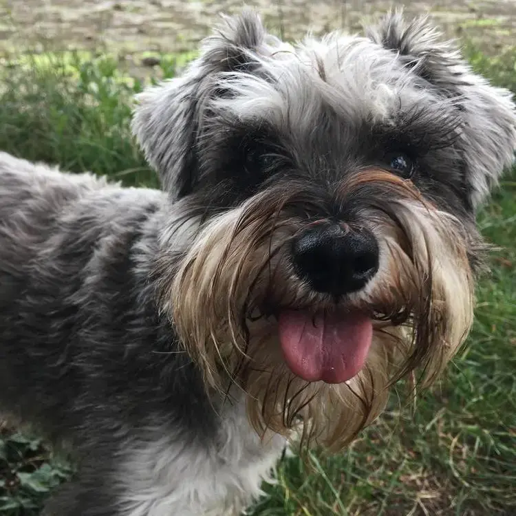 Schnauzer (Miniature)