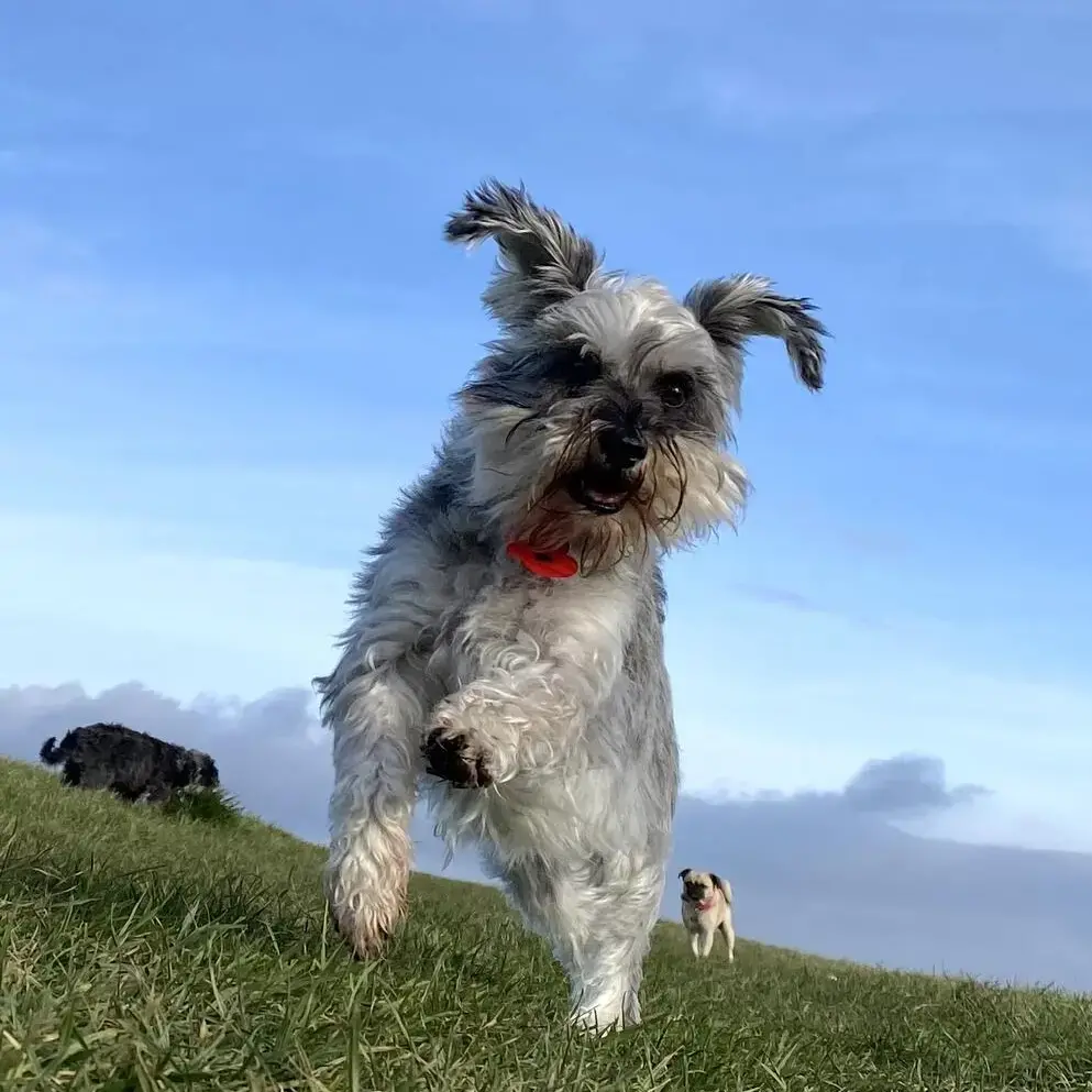 Schnauzer (Miniature)