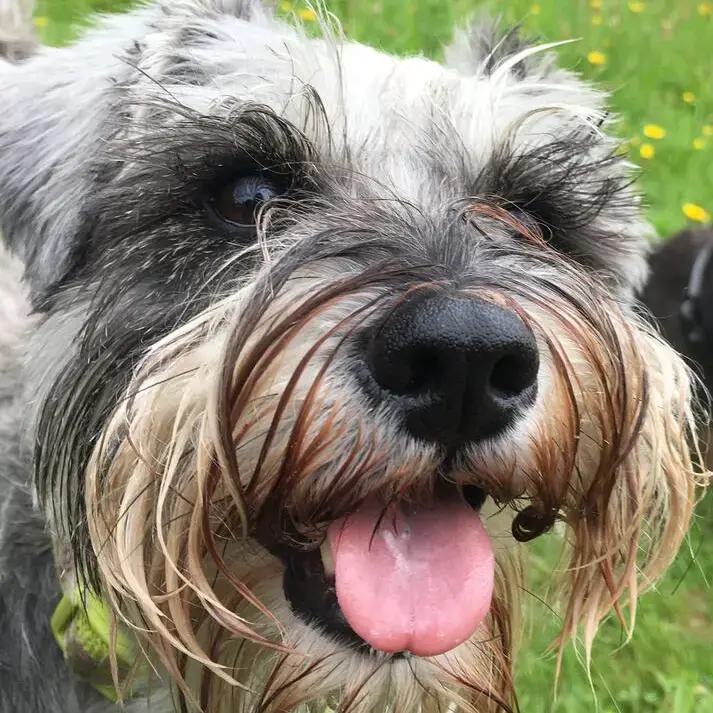 Schnauzer (Miniature)