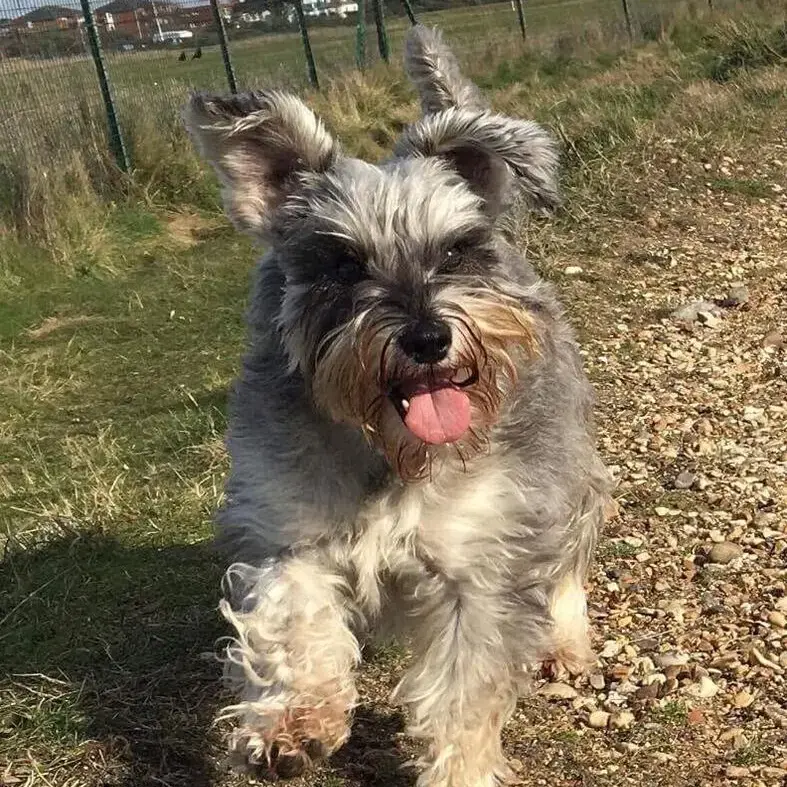 Schnauzer (Miniature)