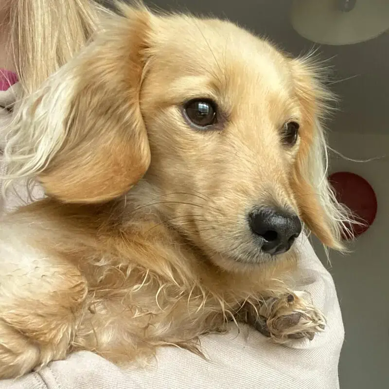 Dachshund (Miniature Long-Haired)