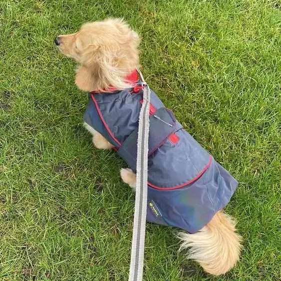 Dachshund (Miniature Long-Haired)