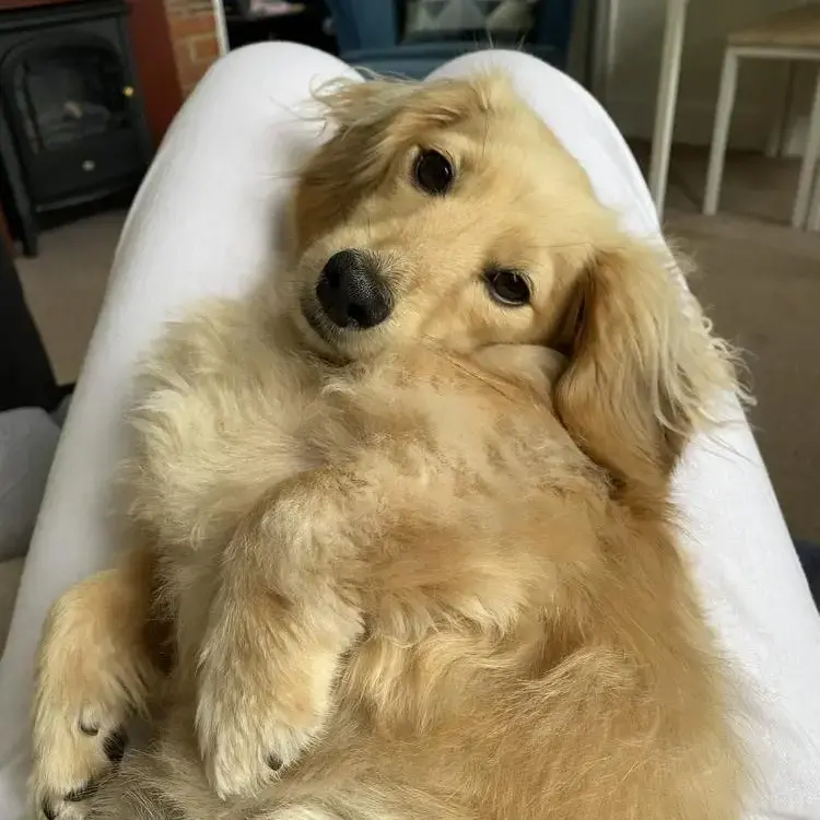 Dachshund (Miniature Long-Haired)