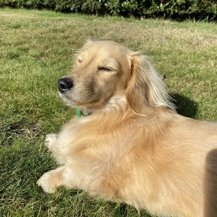 Dachshund (Miniature Long-Haired)