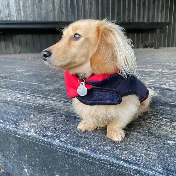 Dachshund (Miniature Long-Haired)
