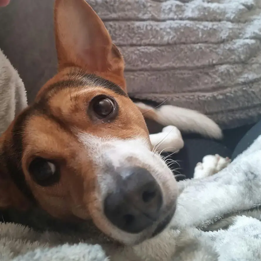 Jack Russell Terrier