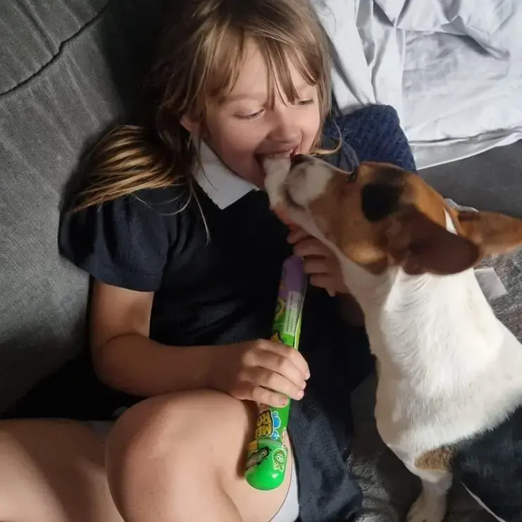 Jack Russell Terrier