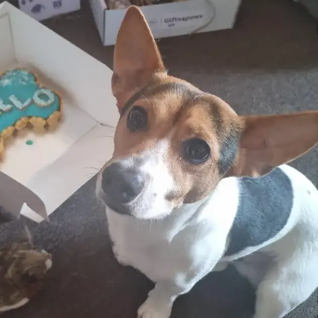 Jack Russell Terrier