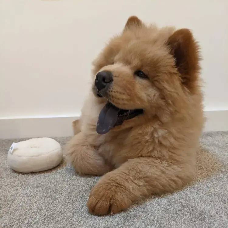 Chow Chow