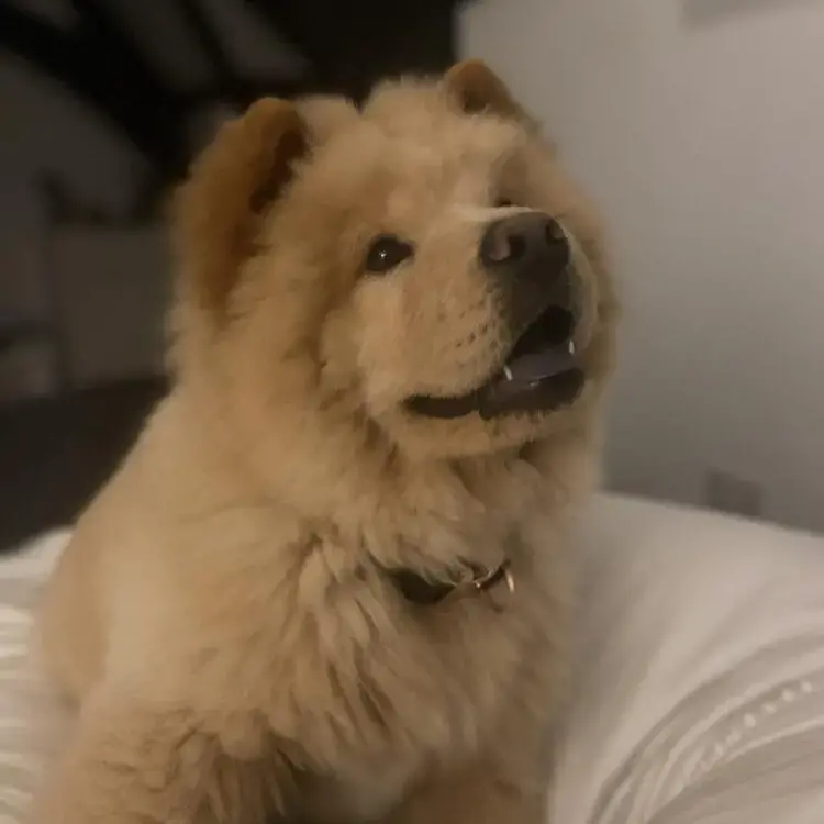 Chow Chow