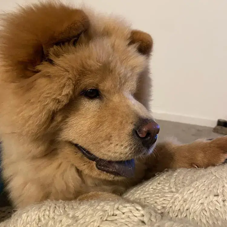 Chow Chow