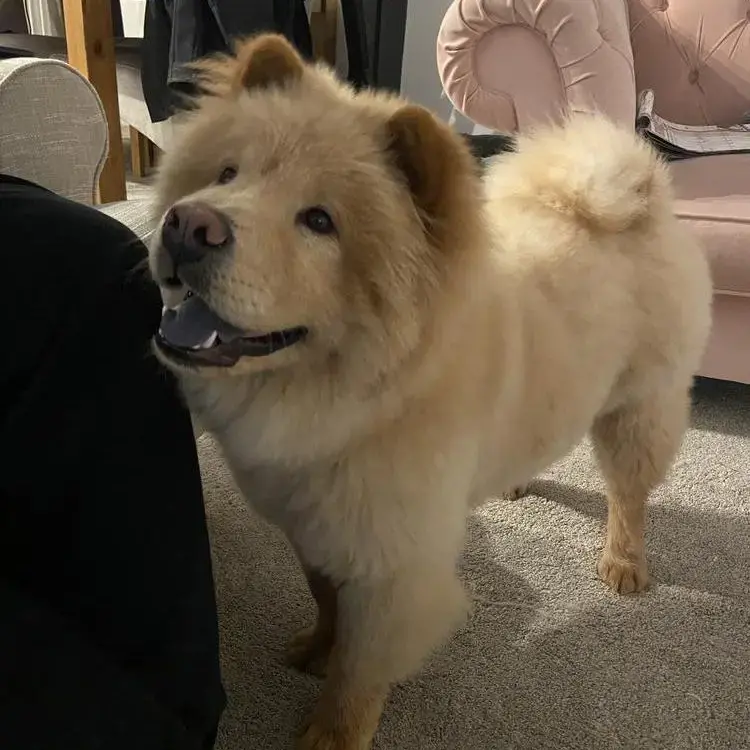 Chow Chow