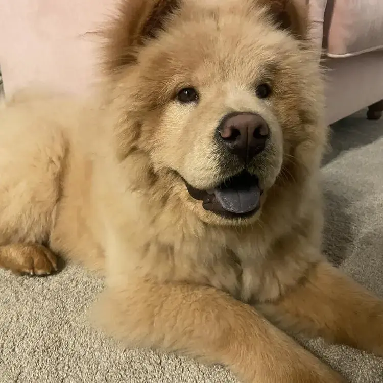 Chow Chow