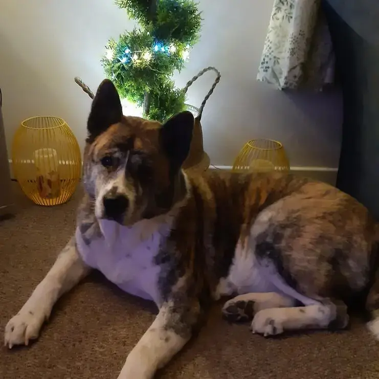 Japanese Akita