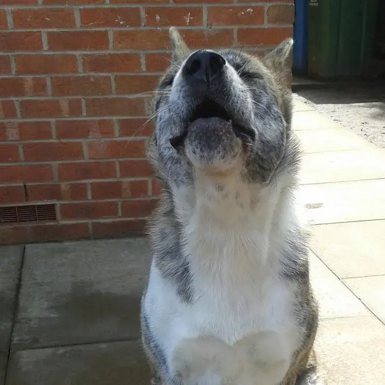 Japanese Akita
